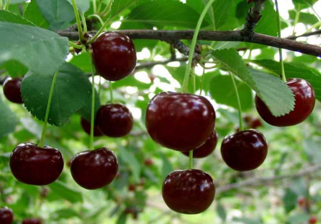 樱桃树苗种植时间是啥时候？