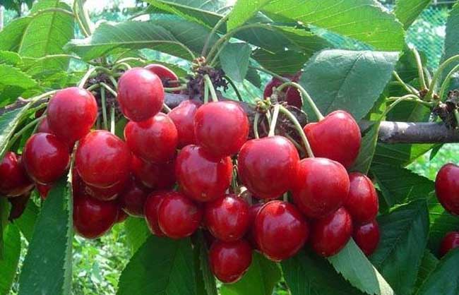 樱桃树苗种植时间是啥时候？