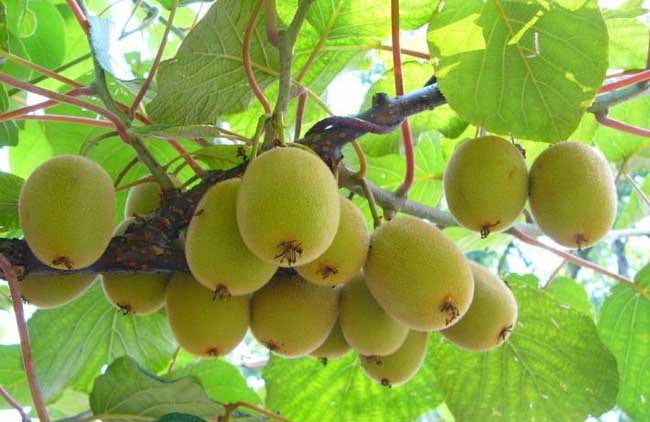 猕猴桃产地分布有哪些?