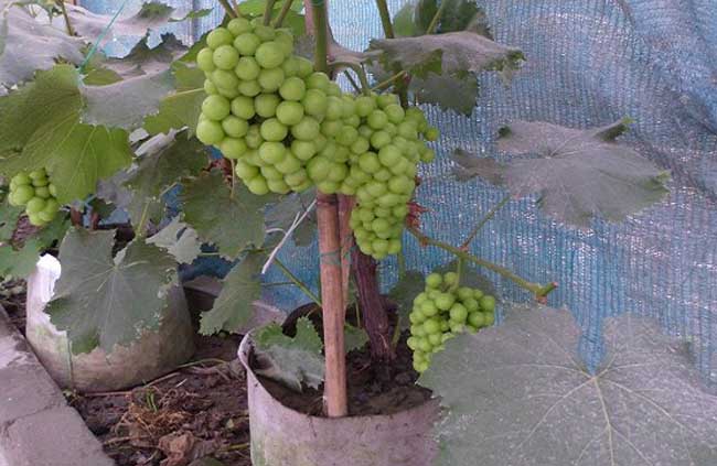盆栽葡萄种植办法