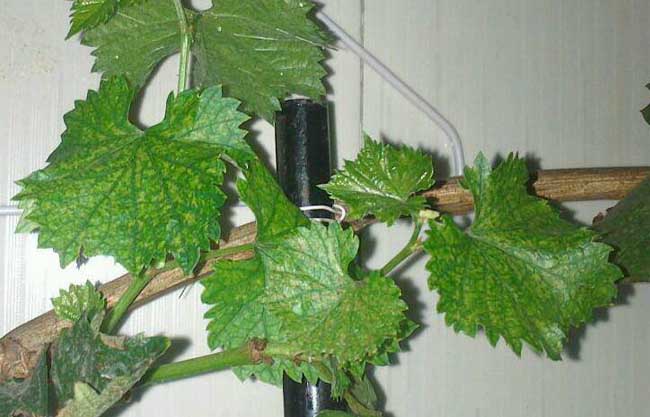 盆栽葡萄种植办法