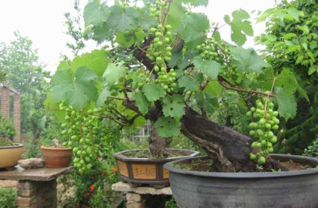 盆栽葡萄种植办法