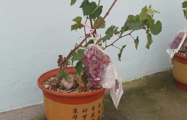 盆栽葡萄种植办法