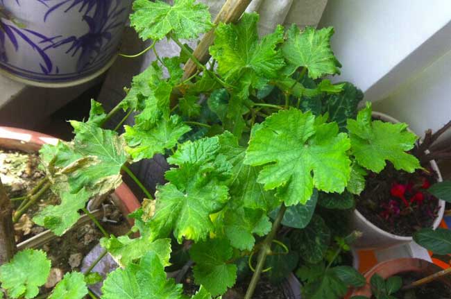 盆栽葡萄种植办法