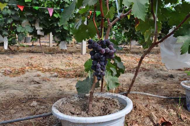 盆栽葡萄种植办法