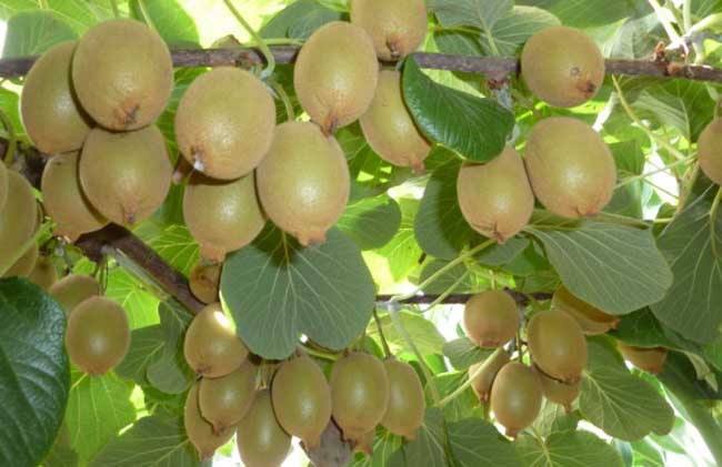 猕猴桃种植条件有哪些？