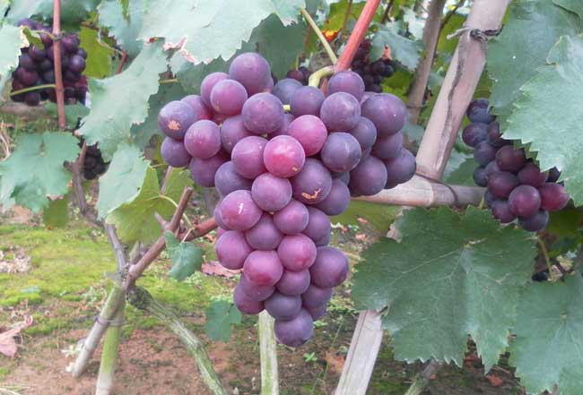 巨峰葡萄病虫害防治办法