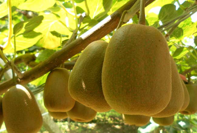 猕猴桃种植前景怎么？