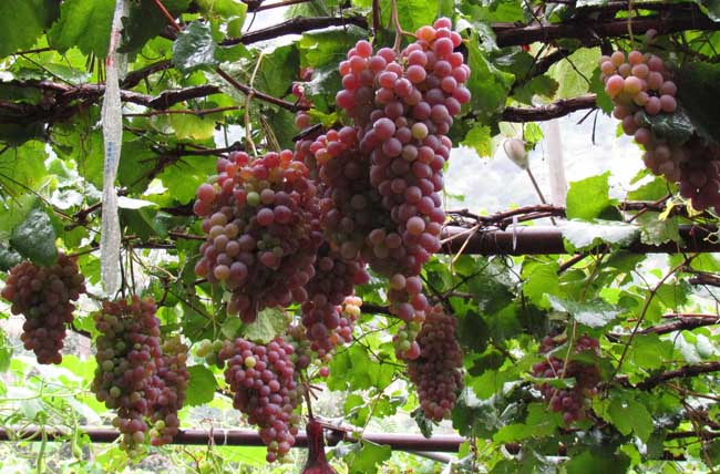 巨峰葡萄病虫害防治办法