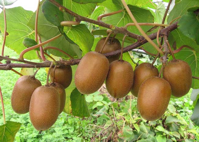 猕猴桃种植前景怎么？