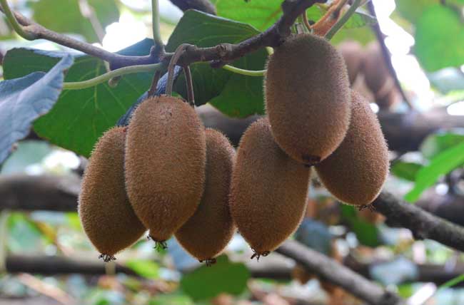 猕猴桃种植前景怎么？