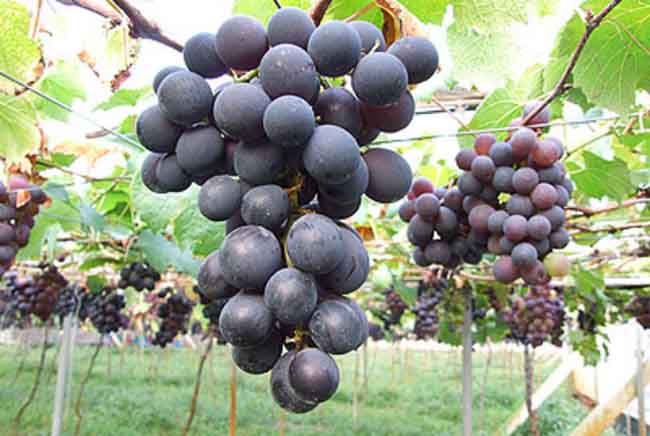巨峰葡萄原产地在哪里?