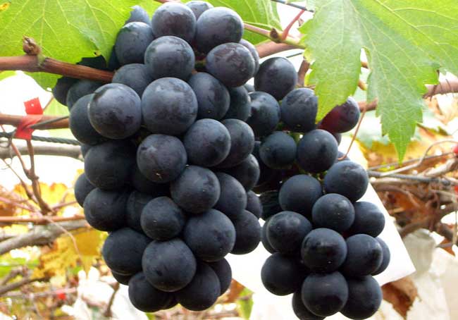 巨峰葡萄原产地在哪里?