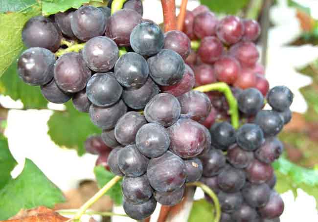 巨峰葡萄原产地在哪里?