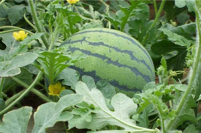 无籽西瓜的高效栽培技术