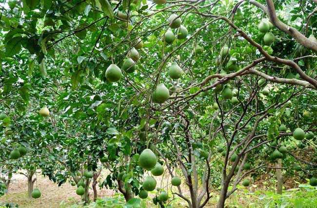 柚子树需要种植几年才能结果？