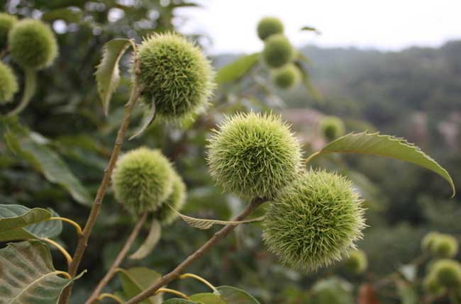 板栗的种植技术