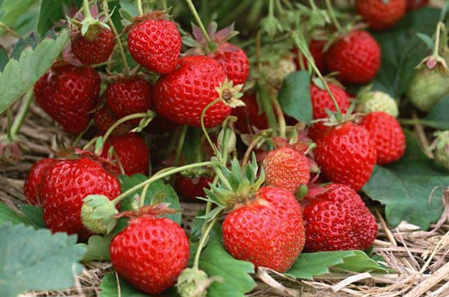 盆栽草莓的种植办法