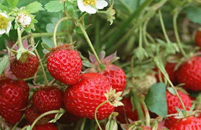 盆栽草莓的种植办法