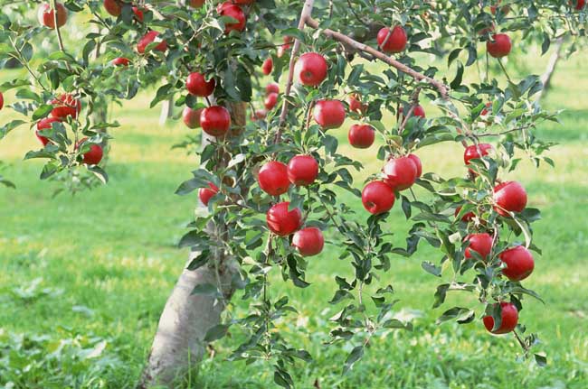 苹果树病害防治办法