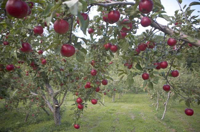 苹果树病害防治办法