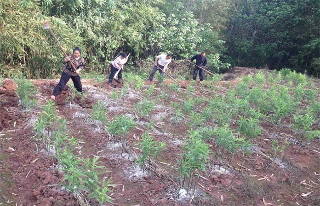 黄精的种植技术