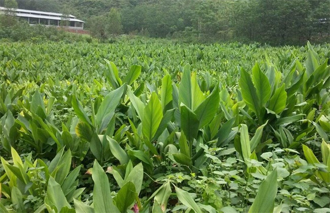 姜黄种植要要注意哪些问题