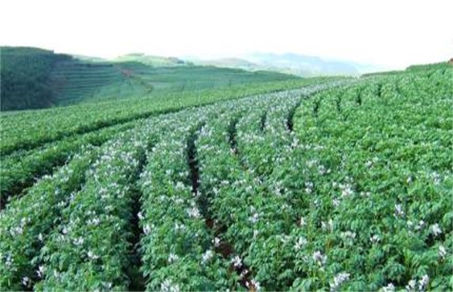 那么我们开始是需要了解孜然对种植地的需要求,然后在综合玉米生长的