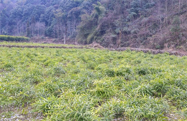 黄精的田间管理方法技巧
