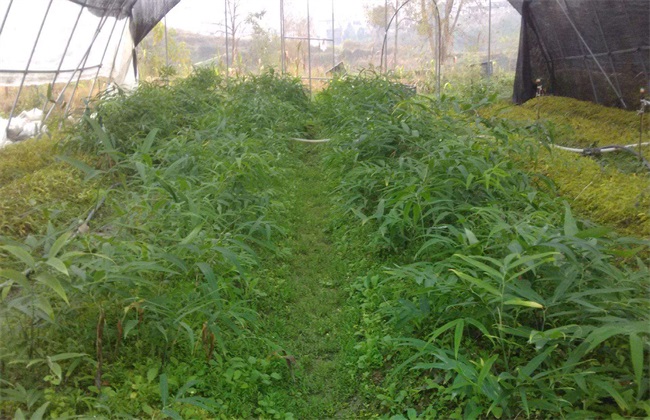 黄精的田间管理方法技巧