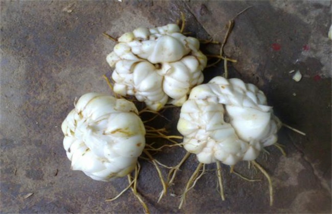 百合怎么繁殖