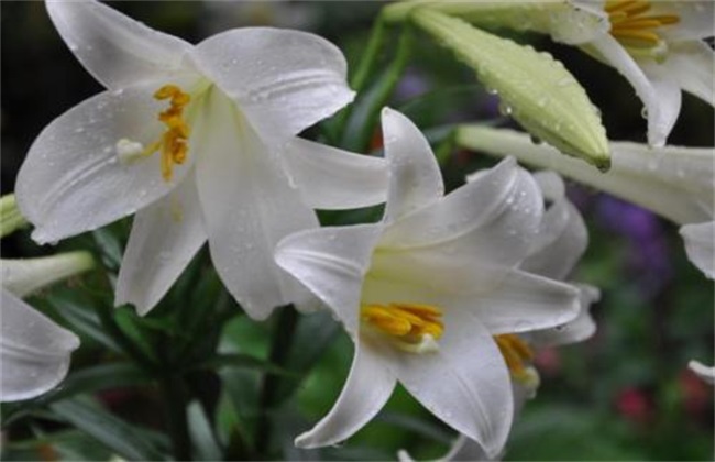 百合怎么繁殖