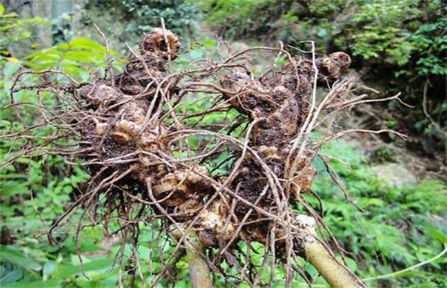 黄精的田间管理方法技巧
