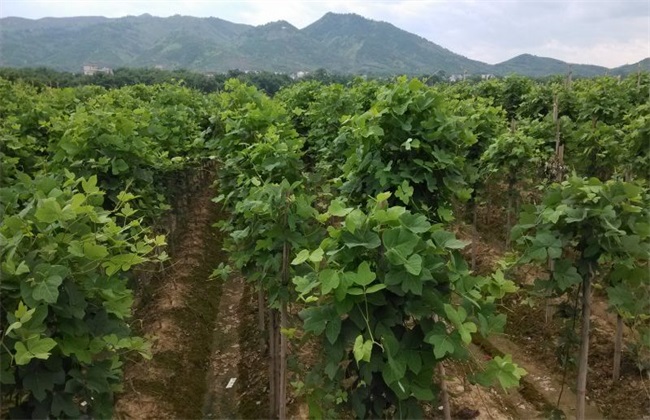 葛根怎么施肥