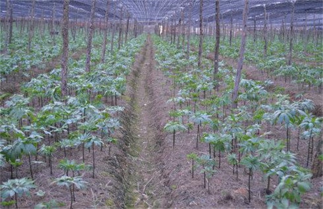 田七种植注意些什么