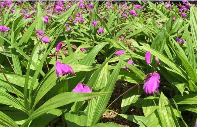 白芨种植的注意些什么