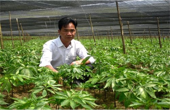 田七种植注意些什么