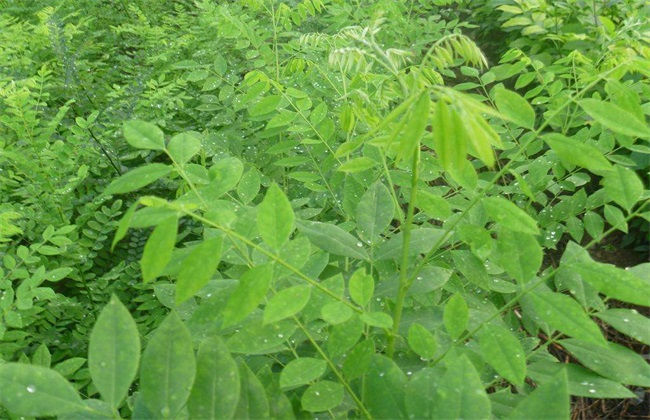 白蜡树的栽培技术