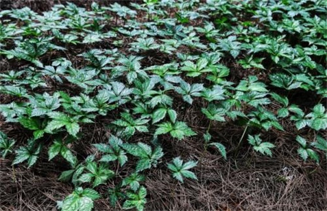 田七种植注意些什么