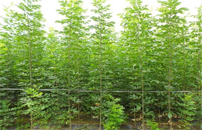 白蜡树的栽培技术