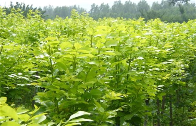 白蜡树的栽培技术