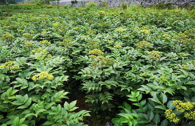 吴茱萸繁殖办法