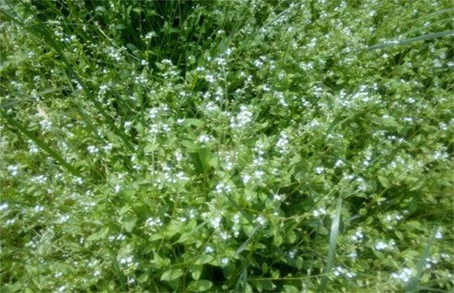 紫草种植条件