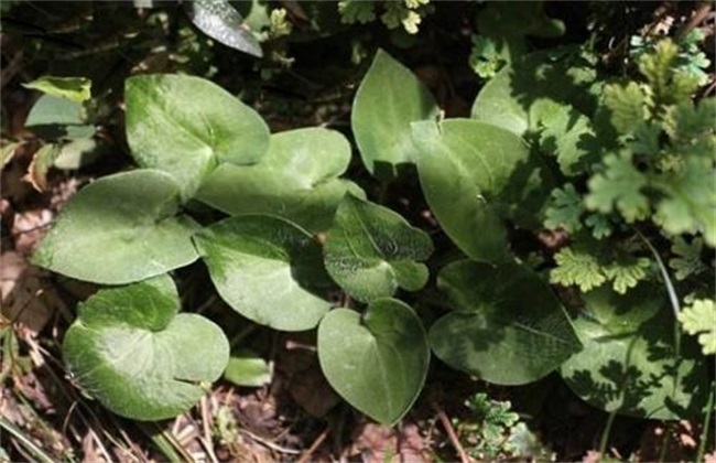 细辛种植要要注意什么