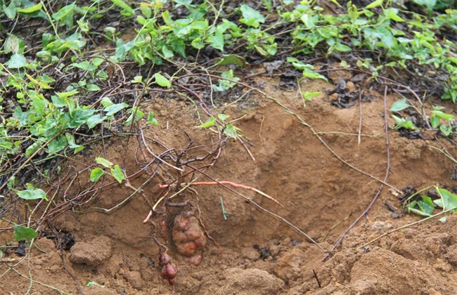 何首乌种植要要注意哪些问题