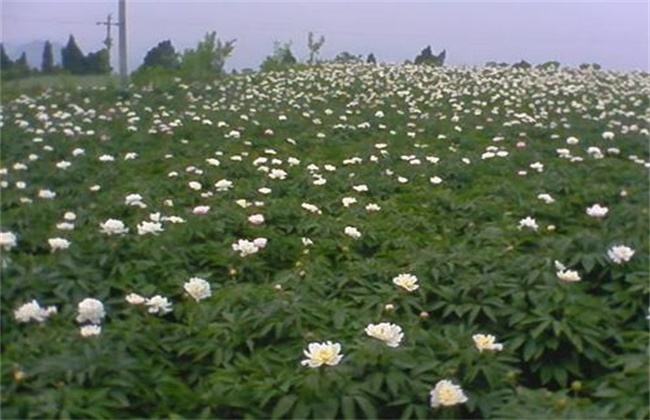 白芍的种植前景