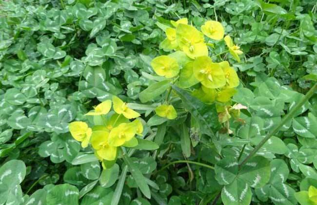 甘遂的种植技术