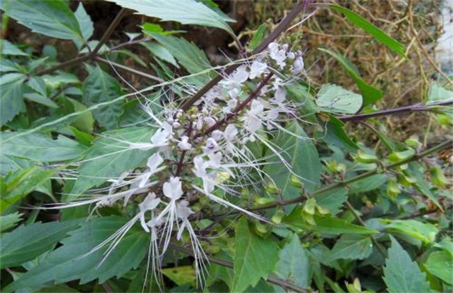 猫须草的种植注意些什么