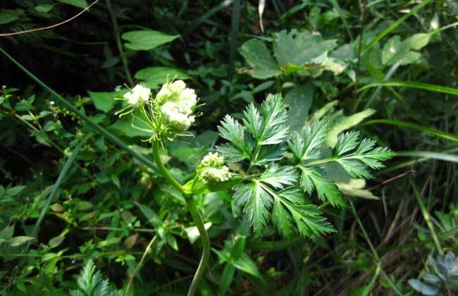 川芎的田间管理方法技巧