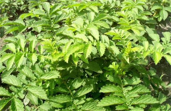 仙鹤草栽培管理